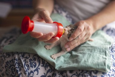 Dişi eller küçük bir kedi yavrusu tutuyor, bebek kedi mamasıyla doldurulmuş bebek şişesiyle besliyor.