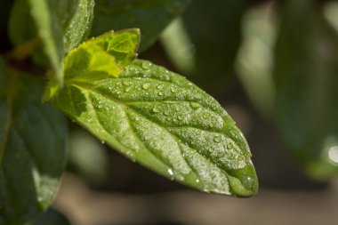 Çiğ taze nane yaprakları makro detayı; çiy damlacıkları ile yerli yetişmiş aromatik metha piperita yaprağı