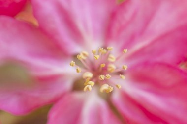 Fotokopi alanı olan bahar çiçeği arkaplanı; güzel güneşli çiçek açan ağaç dalı ayrıntıları