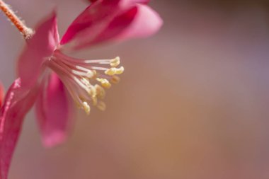 Fotokopi alanı olan bahar çiçeği arkaplanı; güzel güneş ışığı açan ağaç dalı ayrıntıları