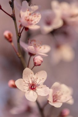 Fotokopi alanı olan bahar çiçeği arkaplanı; güzel güneş ışığı açan ağaç dalı ayrıntıları