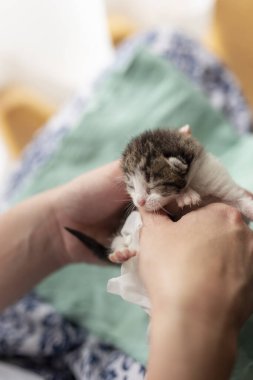 Kedi yavrularının göbeğine masaj yapan kadın ellerinin ayrıntıları anne kedinin sidik ve dışkıyı uyarmak için yalama simülasyonu olarak bağırsak hareketlerini uyarır.