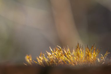 Güneşli bir sonbahar gününde tuğla bir duvarın üzerinde güneşli bir yosun halısı ve fotokopi alanı olan doğa arka planının makro detayları.