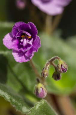 Mor ışıklı Afrika menekşesi çiçeği ve tomurcukları ayrıntıları; saksıyı kapatın