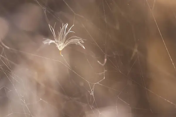 Macro Detail Dried Out Dandelion Seed Caught Spider Web Copy — Stock Photo, Image