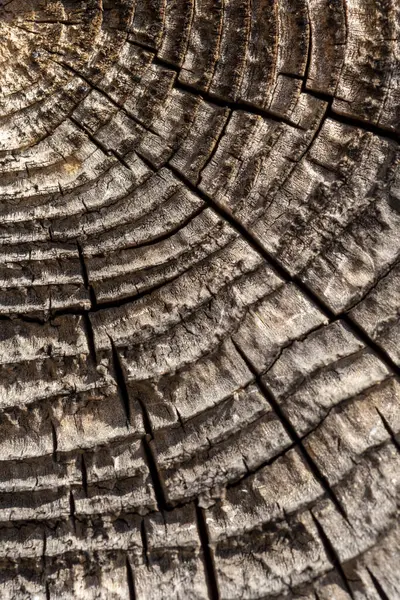 Macro Top View Detail Old Tree Stump Texture Growth Rings — Stock Photo, Image