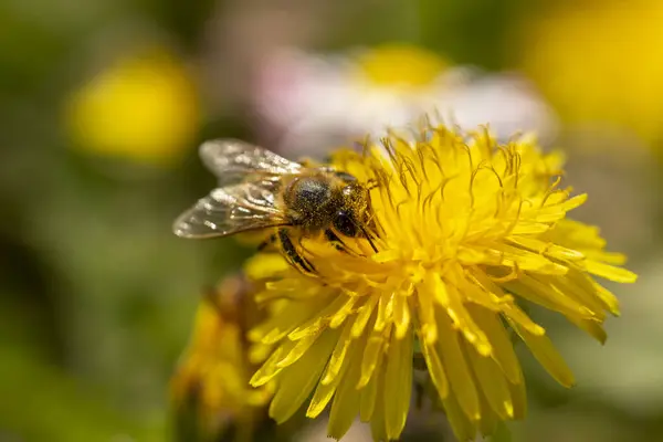 Close Bee Collecting Pollen Dandelion Meadow — Stock Photo, Image