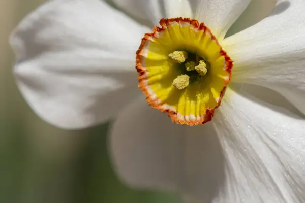 Close Bela Flor Narcissus Poeticus Detalhe Flor Daffodil Com Espaço — Fotografia de Stock
