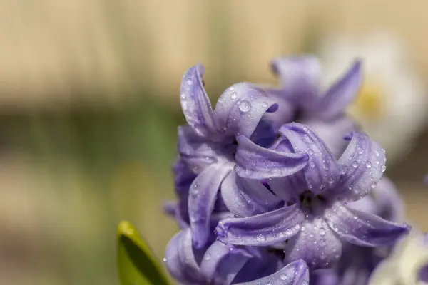Detail Van Mooie Frisse Paarse Zonovergoten Hyacint Bloemen Groeien Een — Stockfoto