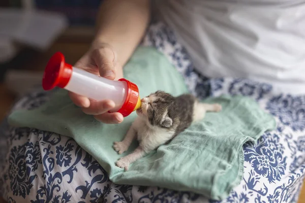 新生児の子猫を抱えている女性 赤ちゃんの猫の公式でそれを瓶に与える — ストック写真