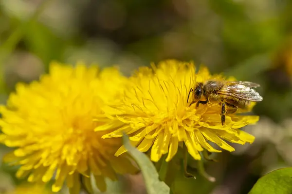 Close Bee Collecting Pollen Dandelion Meadow — Stock Photo, Image