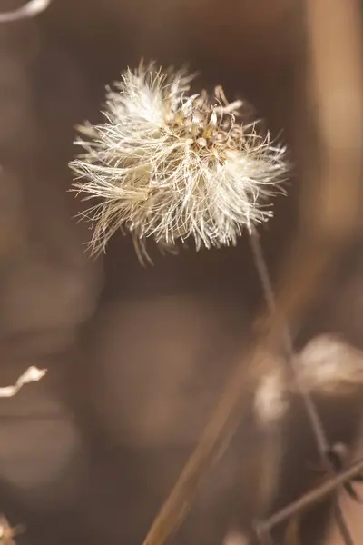 Kurumuş Karahindiba Çiçeğinin Kafası Ile Fotokopi Alanı Içeren Makro Detay — Stok fotoğraf
