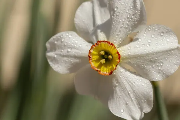 Primer Plano Hermosa Flor Narcissus Poeticus Detalle Flor Narciso Rocío —  Fotos de Stock