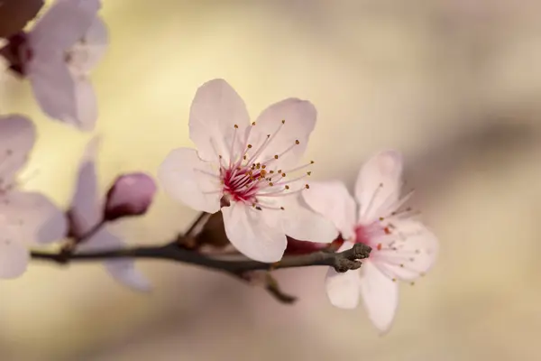 Våren Blomma Bakgrund Med Kopia Utrymme Vacker Solljus Blommande Träd — Stockfoto
