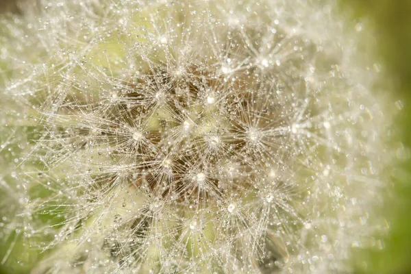 Macro Image Dandelion Seeds Attached Dried Flower Head — Stock Photo, Image