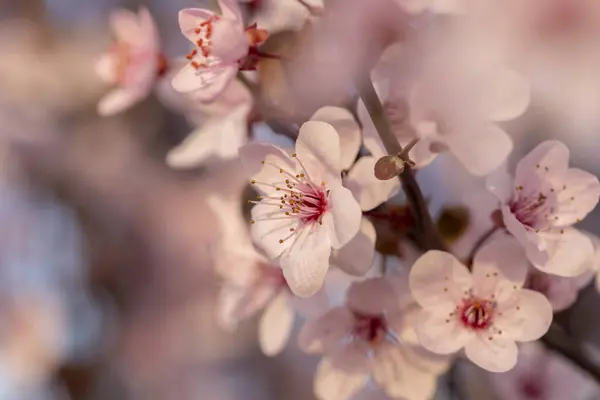 Fondo Flor Primavera Con Espacio Copia Hermoso Detalle Rama Árbol — Foto de Stock