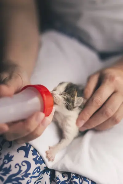 태어난 고양이를 고양이 수식으로 — 스톡 사진