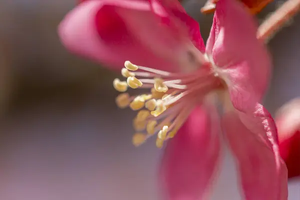 Wiosna Kwiaty Tło Miejsca Kopiowania Piękny Słoneczny Kwiat Drzewa Oddział — Zdjęcie stockowe