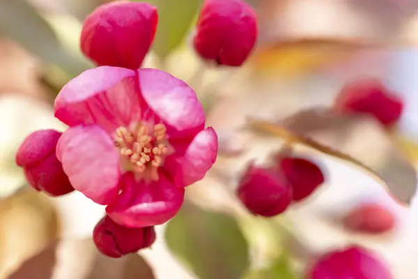 Jarní Kvetoucí Pozadí Kopírovacím Prostorem Krásné Sluncem Osvětlené Větve Stromu — Stock fotografie