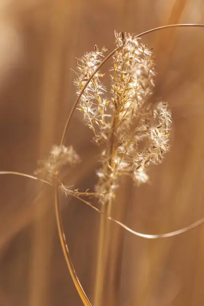Macro Detail Autumn Dried Out Flowers Chineese Maiden Silvergrass Miscanthus — Stock Photo, Image