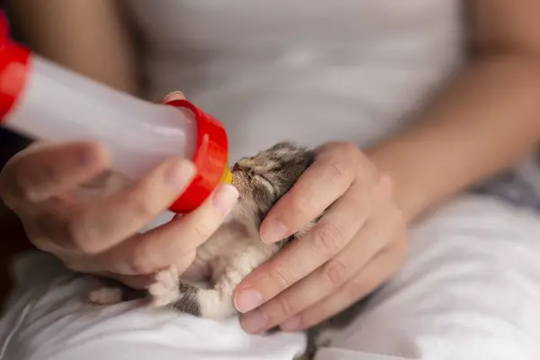 雌性手牵着一只孤儿的小猫咪 用小猫咪配方奶瓶喂它 — 图库照片