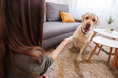 Güzel genç bir kadın evcil hayvanı Labrador köpeğiyle vakit geçirip ona numaralar öğretiyor ve ona hediyeler veriyor.