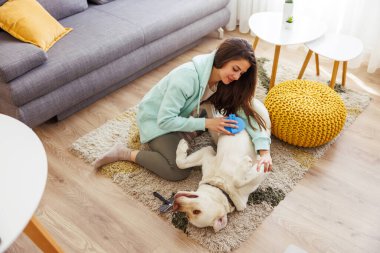 Güzel bir kadının, köpek kürkünü fırçalarken banyo üstüne hayvan fırçası kullanmasının yüksek açılı görüntüsü.