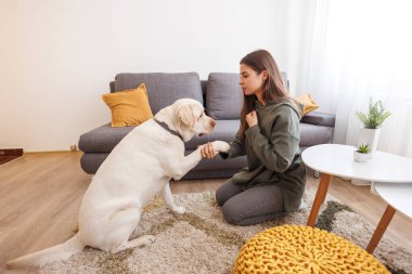 Güzel genç bir kadın evcil hayvanı Labrador köpeğiyle vakit geçirip ona numaralar öğretiyor ve ona hediyeler veriyor.