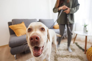 Kadın evde tasma ve tasma taktıktan sonra köpeğini yürüyüşe çıkarıyor; güzel Labrador köpeği sahibi ile yürüyüşe hazır.