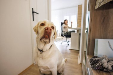 Güzel Labrador köpeği sahibinin işini bitirmesini ve onu yürüyüşe çıkarmasını bekliyor. Arka planda bulanık bir şekilde uzaktan çalışan kadın.