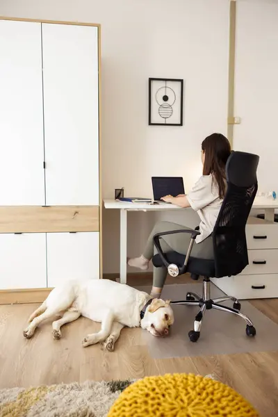 Genç Bir Kadın Ofisteki Masasında Oturuyor Uzaktan Bilgisayarını Kullanıyor Köpeği — Stok fotoğraf