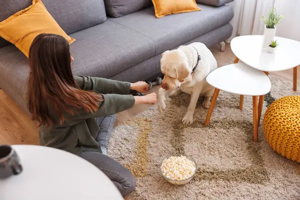 High angle view of beautiful young woman having fun spending leisure time at home with her pet, Labrador dog, teaching him tricks and giving him treats