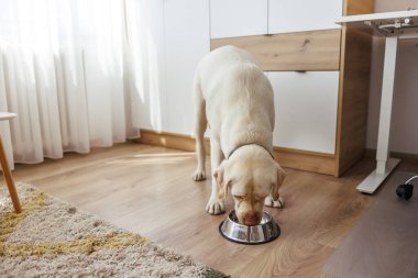 Güzel Labrador köpeği köpek maması yiyor, bisküvi yiyor ve salonun zeminine koymuş.
