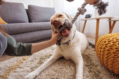Güzel genç bir kadın köpeğiyle eğlenirken evde vakit geçirir, köpek çiğner ve ip çeker.