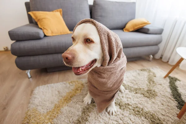 Güzel, komik Labrador köpeği banyo yaptıktan sonra havluya sarılı oturma odasında oturuyor.