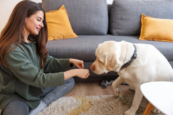 Beautiful young woman having fun spending leisure time at home with her pet, Labrador dog, teaching him tricks, dog guessing in which hand is the treat