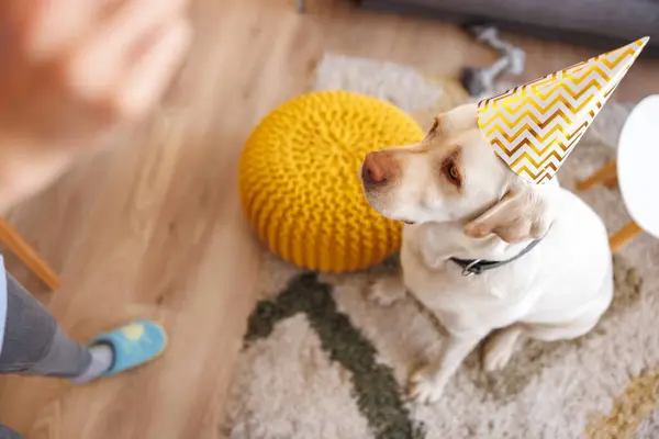 Güzel genç bir kadın köpeğine doğum günü partisi hazırlıyor, parti şapkası takıyor ve ona hediyeler veriyor.