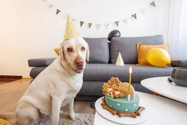 Adorable labrador dog wearing party hat sitting next to his surprise birthday cake, having a birthday party thrown by his owner at home