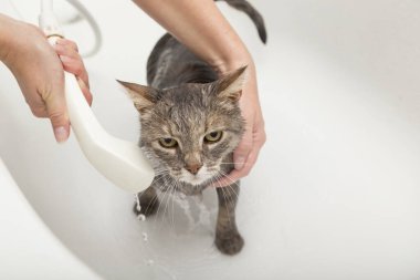 Kız evcil kedisini küvette yıkıyor; güzel tekir kedi duş alıyor.