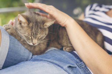 Tüylü tekir kedi sahibinin kucağında yatıyor, sarılmaktan ve mırıldanmaktan zevk alıyor.. 