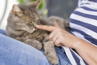 Kıllı bir tekir kedinin üst görüntüsü sahibinin kucağında yatıyor, sarılmaktan ve mırıldanmaktan hoşlanıyor.. 