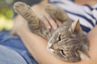 Tekir kedi sahibinin kucağında yatıyor, sarılmaktan ve mırıldanmaktan hoşlanıyor.