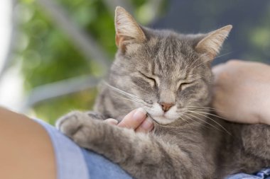 Tüylü tekir kedi sahibinin kucağında yatıyor, sarılmaktan ve mırıldanmaktan zevk alıyor.. 
