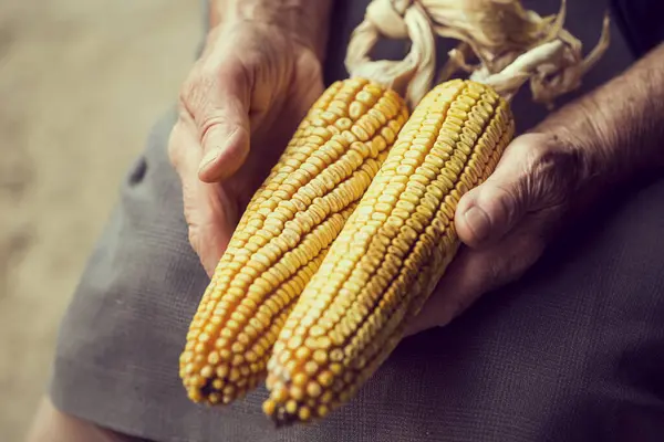 Man Holding Two Corn Cobs His Hands — Stock Photo, Image