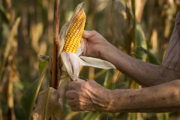 Close Elderly Woman Hands Holding Corn Cob Ready Harvest — Stock Photo, Image