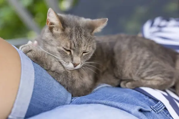 毛茸茸的肥猫躺在主人的膝上 享受着拥抱和呼噜声 — 图库照片