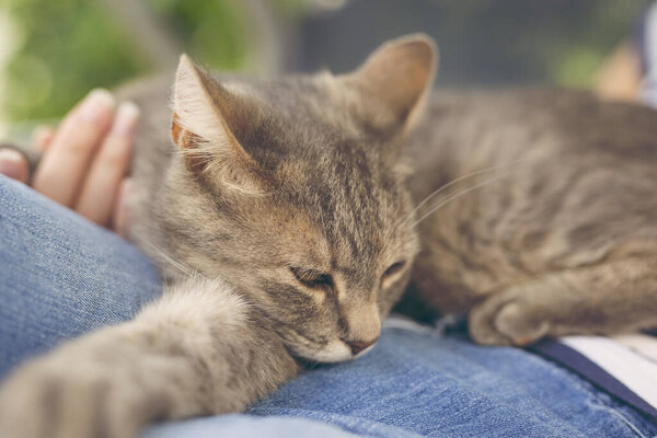 Furry tabby cat lying on its owner's lap, enjoying being cuddled and purring. 