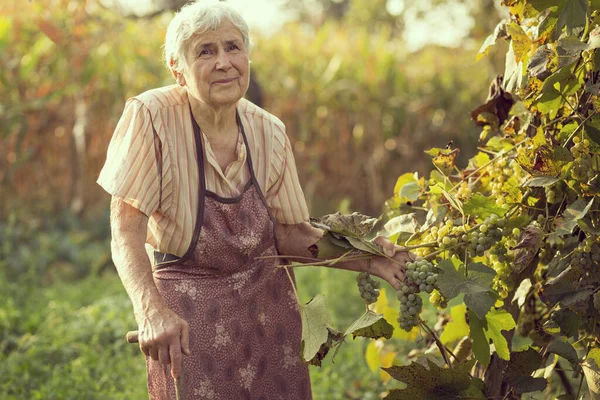 An elderly woman in a vineyard checking the grapes quality for wine production