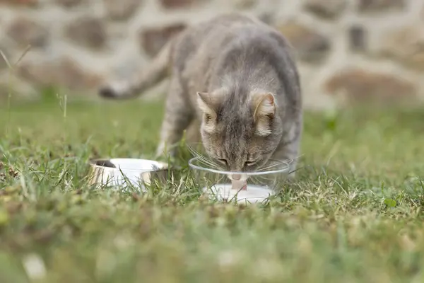 Krásná Tabby Kočka Lízání Mléka Misky Umístěné Trávníku Dvorku Domu — Stock fotografie