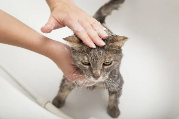 女の子はバスタブで彼女のペット猫を洗います シャワーを取る美しいタビー猫 — ストック写真